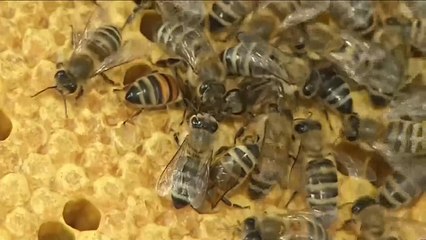 هذا الصباح- المبيدات الحشرية تهدد النحل في بولندا