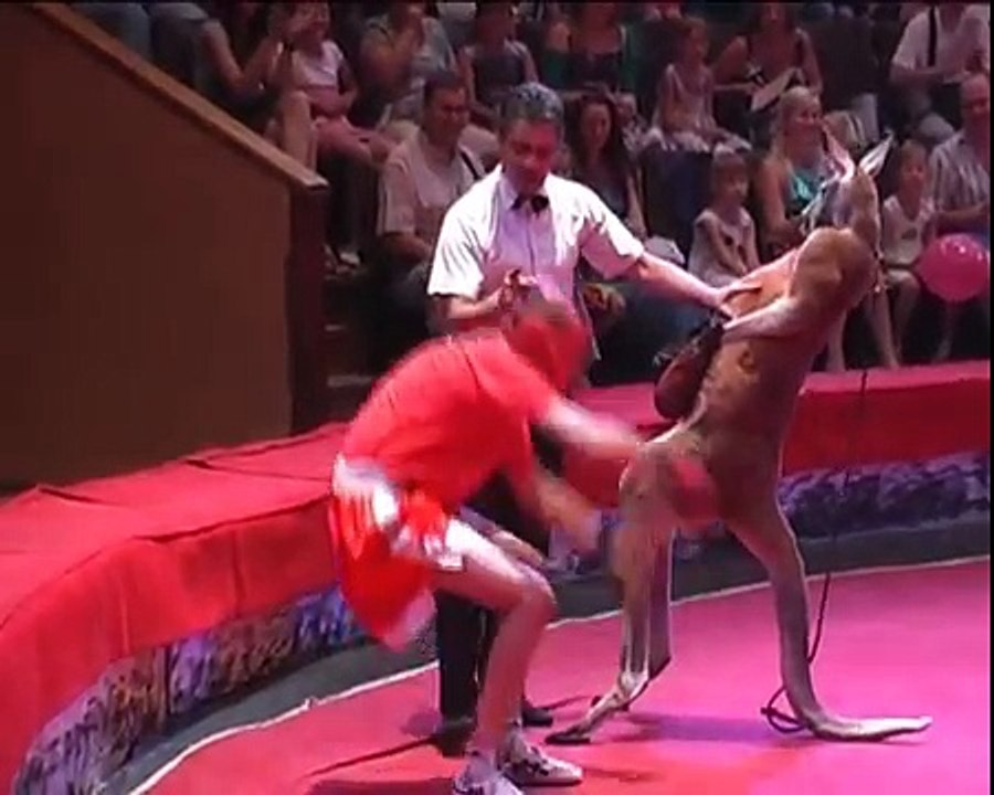 Kangaroo vs Boxer! Бои без правил. Кенгуру против кикбоксера!