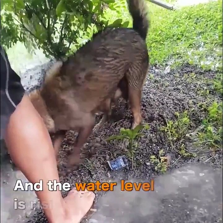 Cảm động rơi nước mắt, chó mẹ cứu con! Credit       Đại Kỷ Nguyên   Video