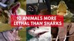 10 Animals More Dangerous Than Sharks