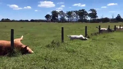 В Австралии шесть коров выстроились в ряд и синхронно умерли. six cow is dead at one time