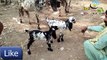 Bakra Mandi swl 2018/ Video in  Goat prices | Bakra Mandi Sahiwal