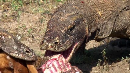 memberi makan komodo bag 9