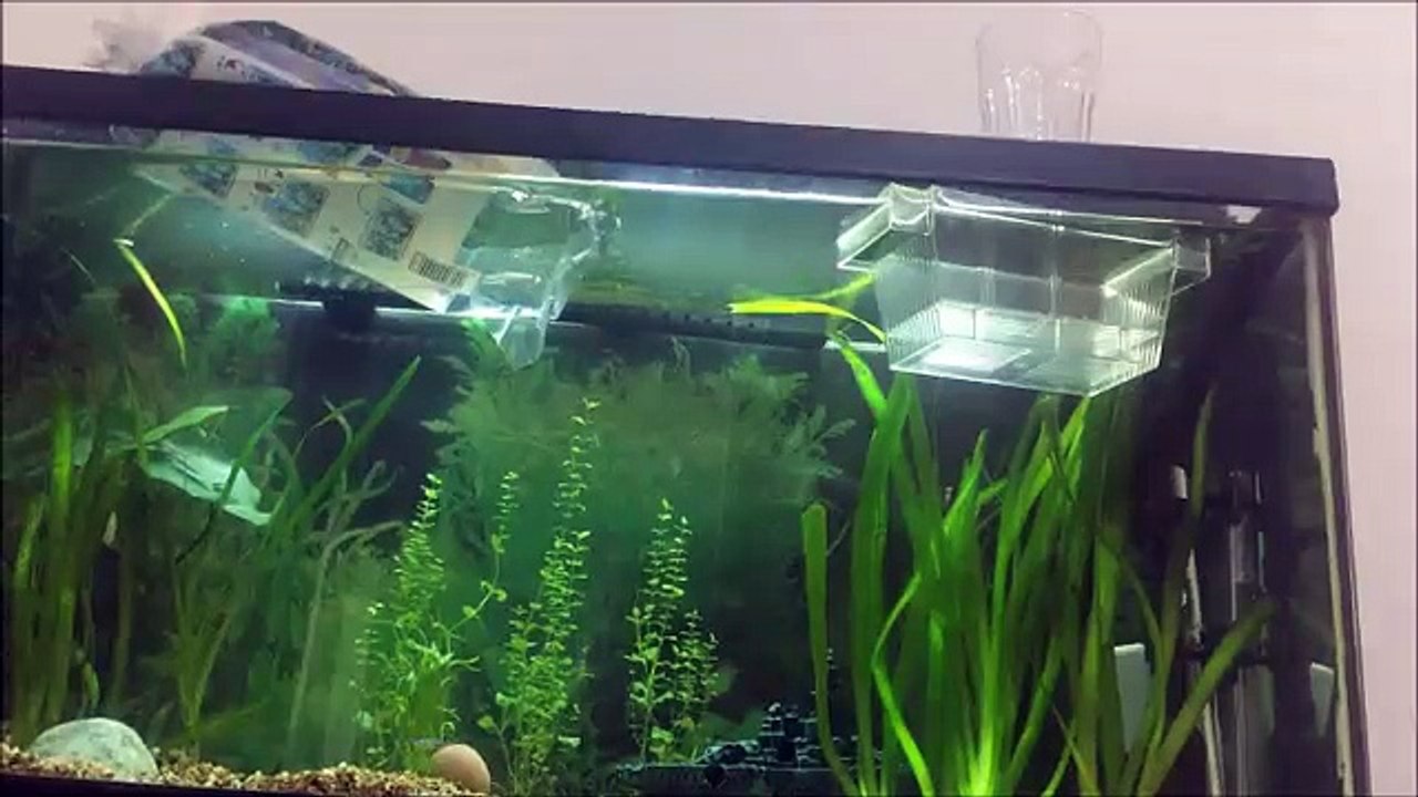 como aclimatar a nustros peces? si llegamos a 5 likes en menos de 24 h bailo  dame tu cosita