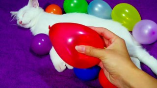 NEW Finger Family Song for LEARNING COLORS with REAL Cat Baby Songs play balls and balloon