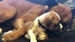 He's a Lover Not a Fighter - Boxer Cuddles on Couch With New Pal
