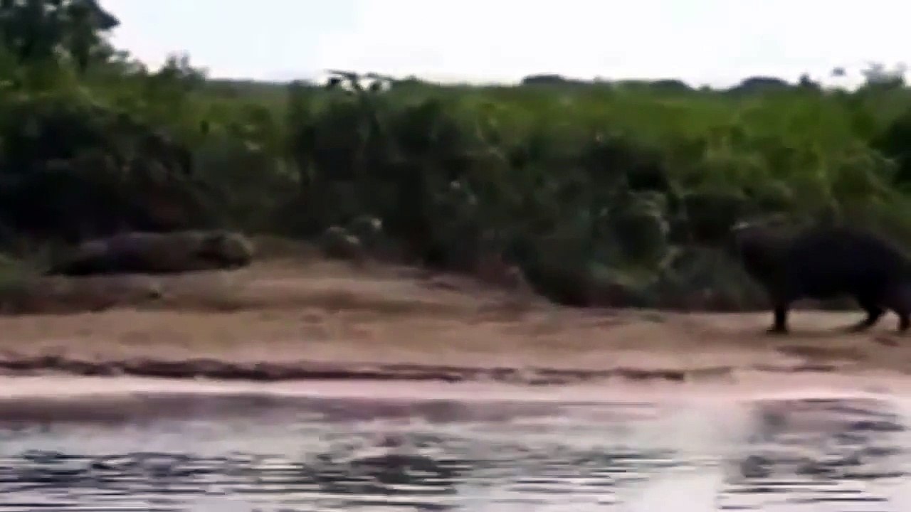 Jaguar vs Capybara