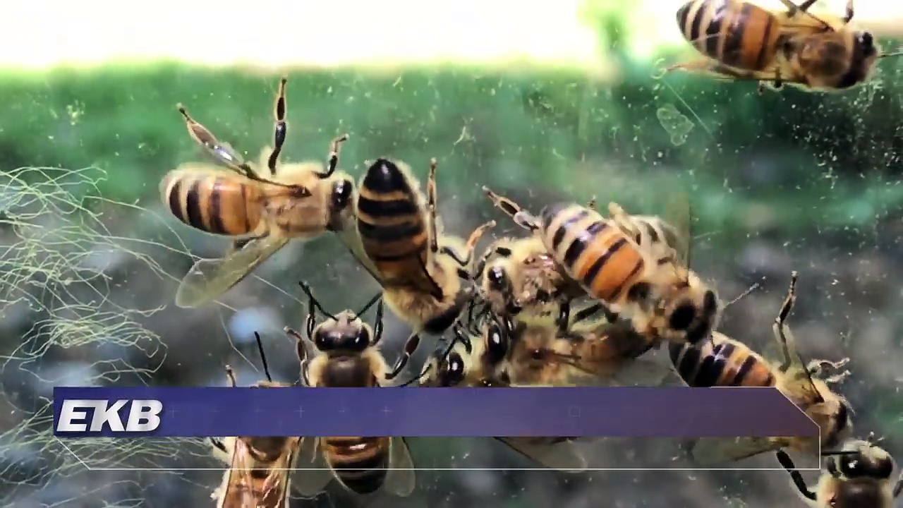 The Bee Man removes a honey bee colony from a Johnson County home