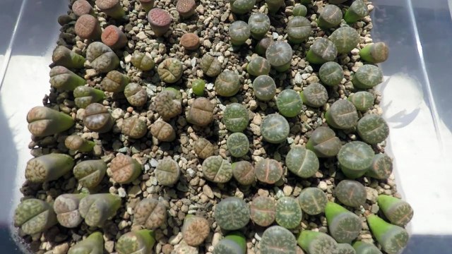 Литопсы 2 года ферма Алины Гончаровой июнь 2018