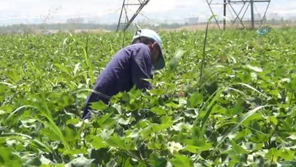 Şanlıurfalı Çiftçilerin Sıcakla İmtihanı