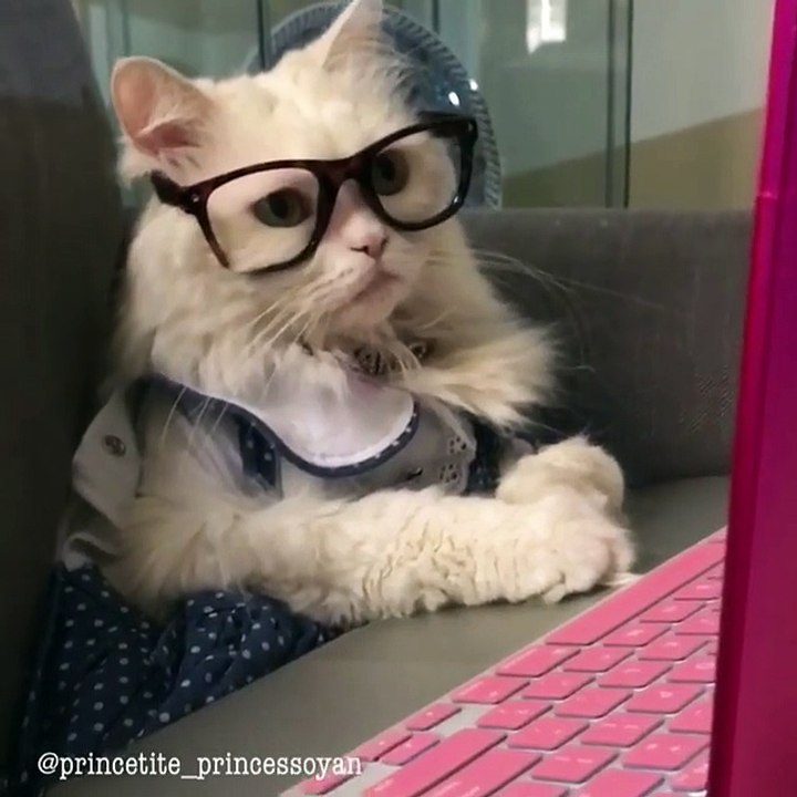 My sister like to make her cats like people sitting on desks for work