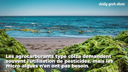 Bientôt, votre voiture pourra carburer aux algues et préserver l’environnement