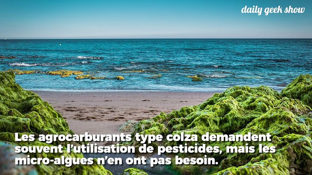 Bientôt, votre voiture pourra carburer aux algues et préserver l’environnement