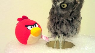 An Kuu owl performs a hole in one of Angry Birds/ フクロウのくうちゃん、ホールインワン