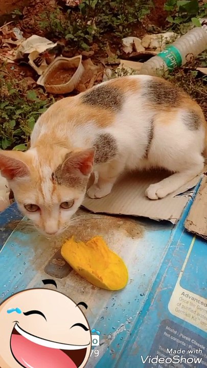 Cat is eating mango