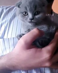 My cat just came home and looking for her mother