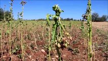 Dolu Yağışı Ekili Alanlara Zarar Verdi