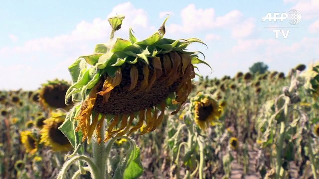 Dürre und Hitze setzen deutschen Landwirten zu