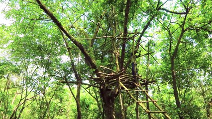 Life In Tropical Forest _ Tree House Construction,