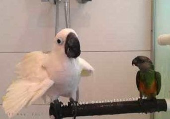 Harley Enjoys Showertime With Little Bro