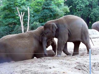 All About Elephants - Cute baby elephant rides his mother