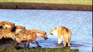 50 Hyena vs 4 Lion - Hippo Save Impala From Wild Dogs Attack - Lion vs Zebra