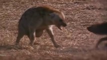 Nat Geo Wild Animals - African Wild Dog - Animal Documentary