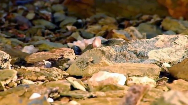 Amazing Capuchin Monkey Save Mouse To Snake Huntting Fail - Animal Save Animal