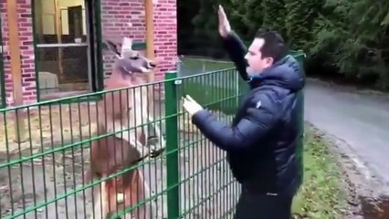 Controversial Televangelist Filmed Hitting Caged Kangaroo
