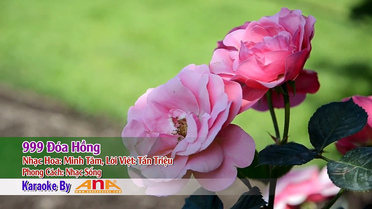 [KARAOKE ANA] 999 ĐÓA HỒNG REMIX-- KARAOKE NHẠC SỐNG