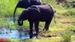 All About Elephants - Mother Elephant Defends Her Baby From Two Hippo _ Elephants rescue Elephants from Animal Attack