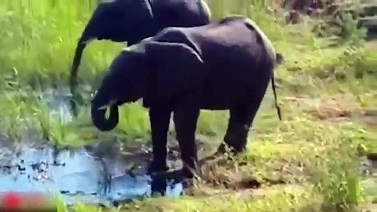 All About Elephants Mother Elephant Defends Her Baby From Two Hippo _ Elephants rescue