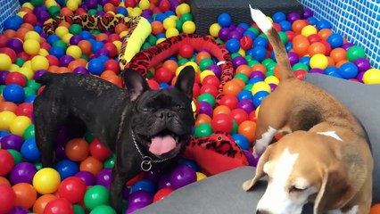 Funny Dogs Turned Their Pool into a BALL PIT : Cute Beagles and French Bulldog