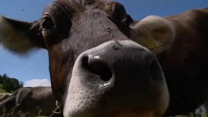 Vacas suíças hidratadas por helicóptero
