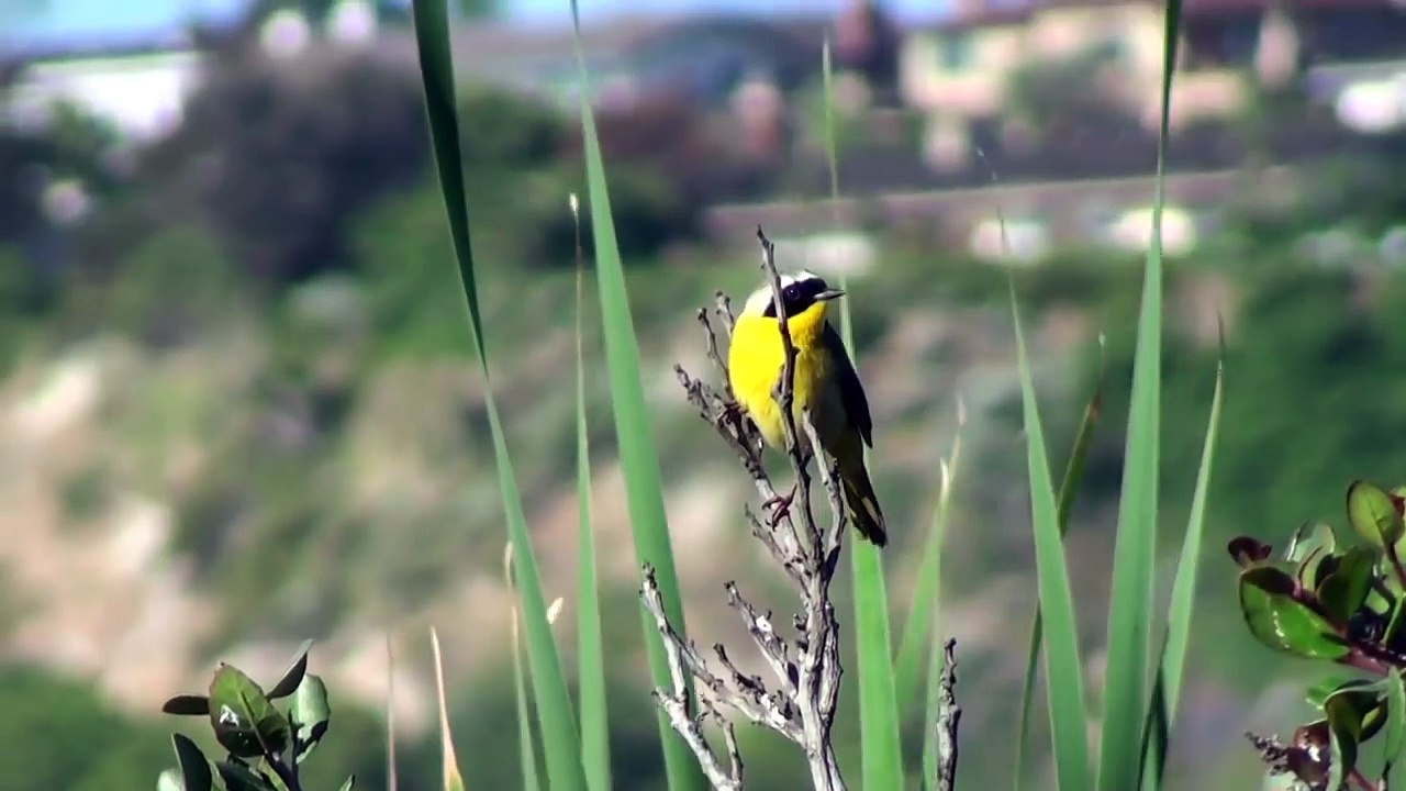Common Yellowthroat song