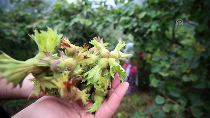 Fındık hasadı yağmurlu havada başladı - TRABZON