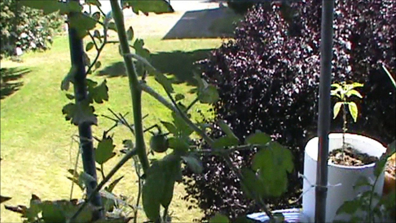 tomate 2018 aout balcon...