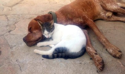 Kedi ve Köpeğin Dostluğu