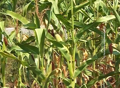 Iz Opštinskog fonda za poljoprivredu u Boljevcu sedam miliona dinara, 1. avgust 2018. (RTV Bor)