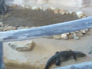 Alligator Bay : le moment du repas