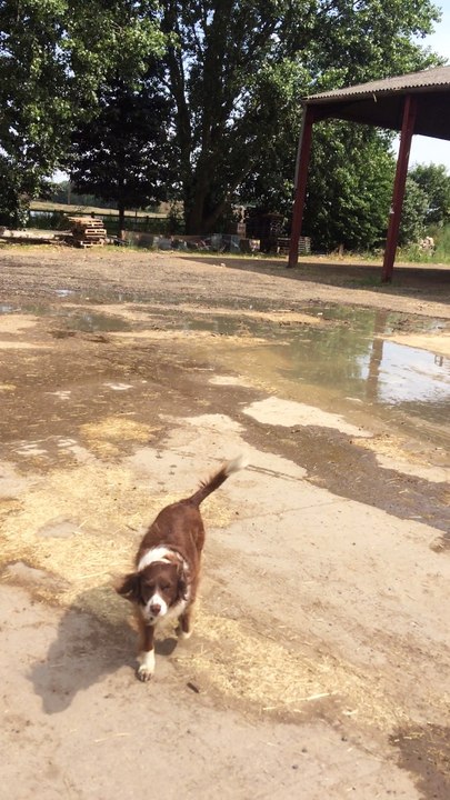 Dog Walks into Unexpected Whirlwind