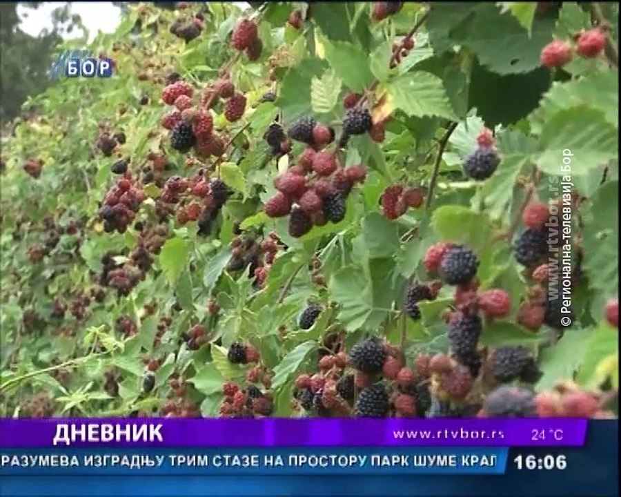 Dnevnik, 1. avgust 2018. (RTV Bor)