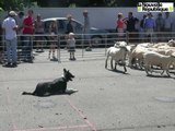 VIDEO. Journée du mouton à Saint-Benoît-du-Sault : dans les pas de Joss, chien de troupeau