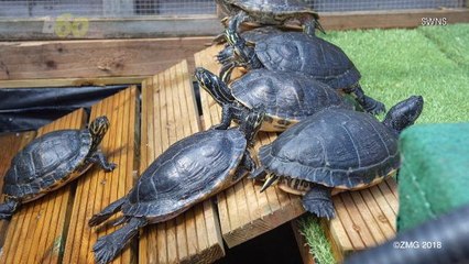 This Man Turned His House Into a Turtle Sanctuary