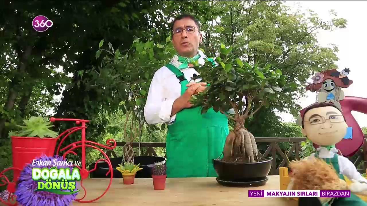 Doğala Dönüş