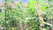 Legalización parcial de cannabis en Líbano inquieta a cultivador