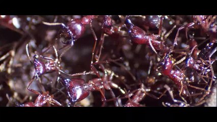 BBC Natural World 2006 - Ant Attack