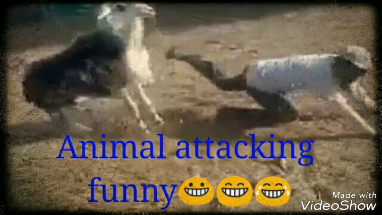 Animal attacking funny video