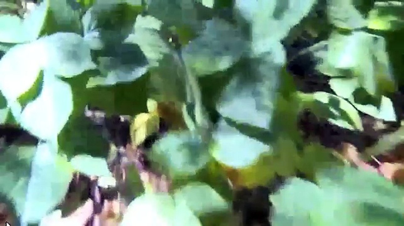 Ticks: potential killers lurking in our countryside - ITV Meridian News 01-08-2018