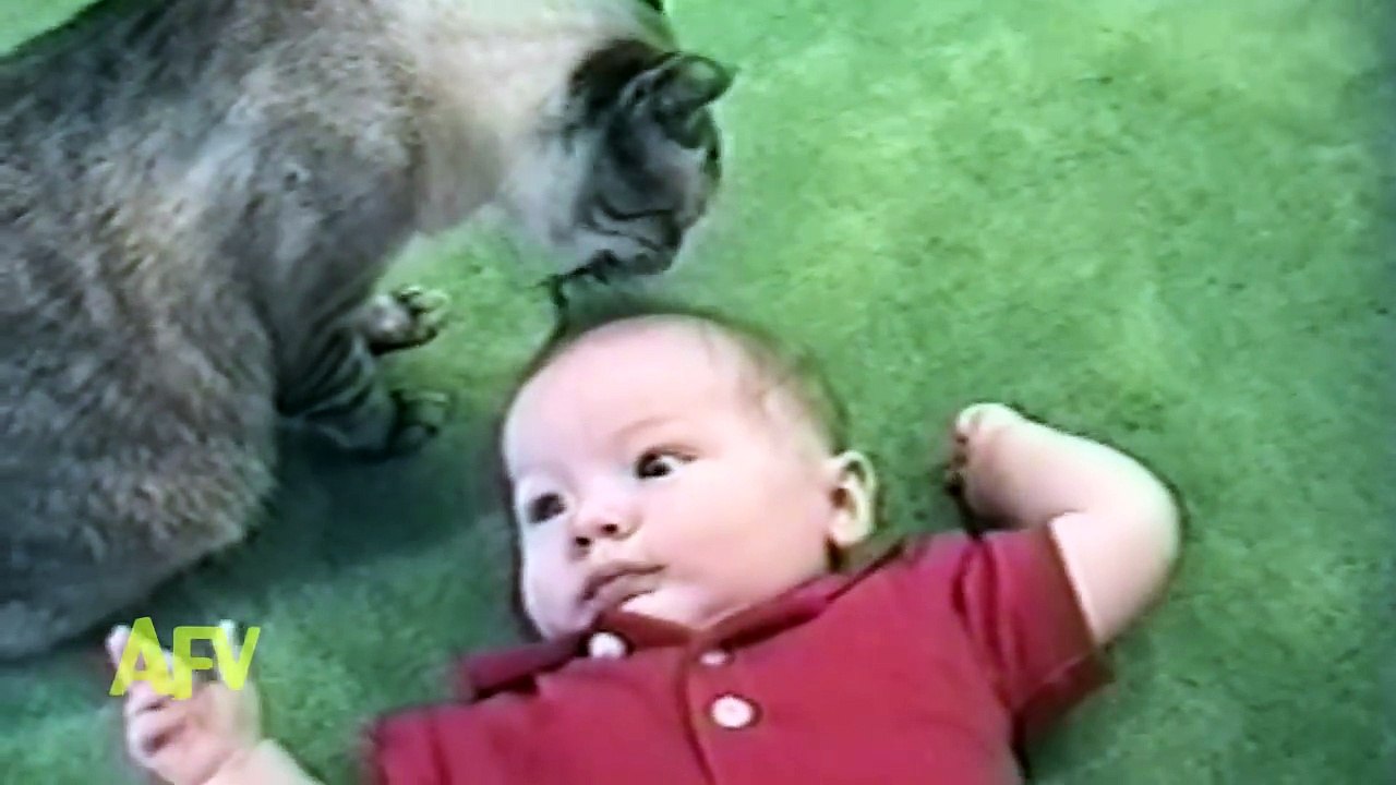 Cats Taking Care Of Babies | Cutest Pets | AFV Kids